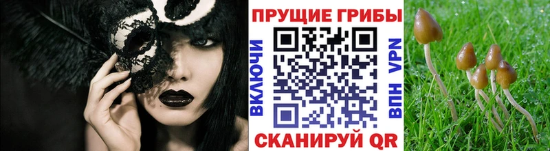 где найти наркотики  Котлас  Галлюциногенные грибы мицелий 